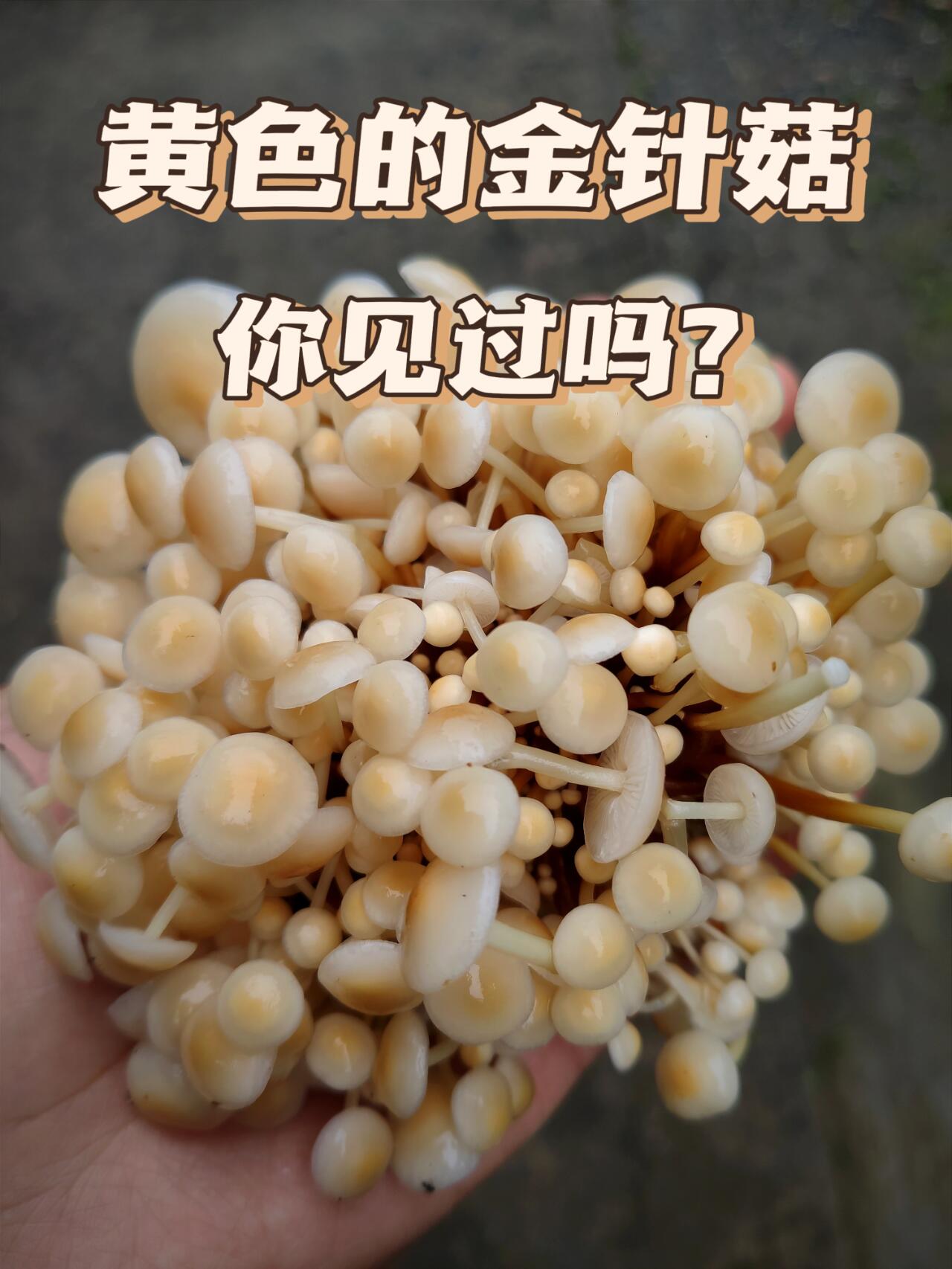 金针菇的英文名字是什么